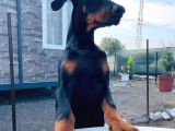 Safkan Doberman Yavrularımız