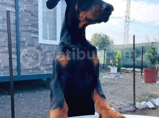Safkan Doberman Yavrularımız