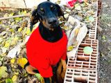 Safkan Doberman Yavrularımız