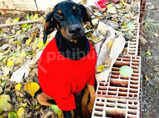 Safkan Doberman Yavrularımız görsel