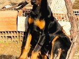Safkan Doberman Yavrularımız