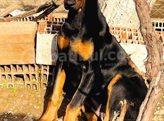 Safkan Doberman Yavrularımız görsel