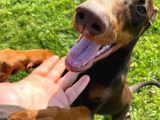 Safkan Doberman Yavrularımız