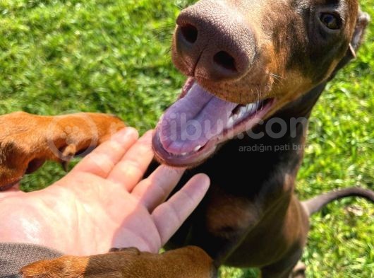 Safkan Doberman Yavrularımız görsel