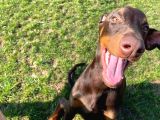 Safkan Doberman Yavrularımız