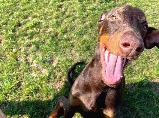 Safkan Doberman Yavrularımız görsel