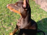 Safkan Doberman Yavrularımız