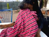 Safkan Doberman Yavrularımız
