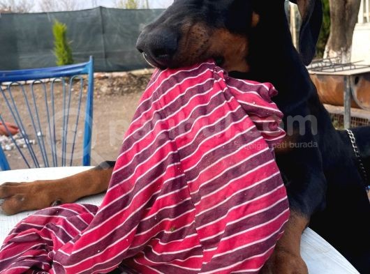 Safkan Doberman Yavrularımız görsel