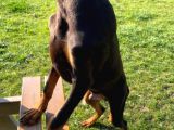 Safkan Doberman Yavrularımız