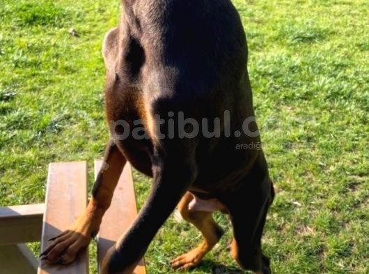 Safkan Doberman Yavrularımız görsel