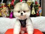 Safkan Teddy Face Pomeranian Yavrular