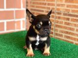 Safkan French Bulldog Black Tan Erkek Yavrumuz