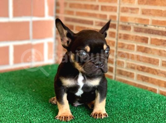 Safkan French Bulldog Black Tan Erkek Yavrumuz görsel
