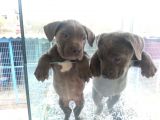 Burkem Den Cane Corso  Yavrular