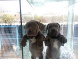 Burkem Den Cane Corso  Yavrular