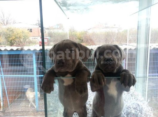 Burkem Den Cane Corso  Yavrular görsel
