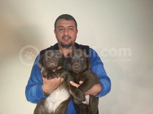 Burkem Den Labrador Yavrular