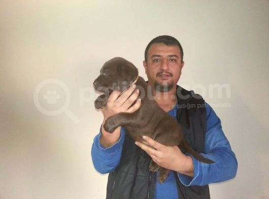 Burkem Den Labrador Yavrular görsel