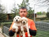 Burkem Den Labrador Yavrular