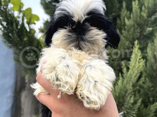 Erkek Shihtzu Bebeğim