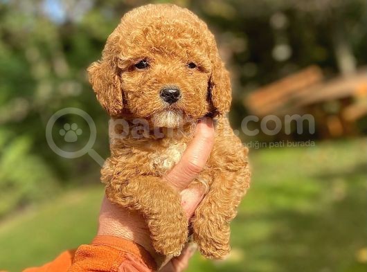 Özel Renk Red Poodle Bebeği̇mi̇