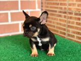 Safkan French Bulldog Black Tan Erkek Yavrumuz