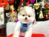 Safkan Teddy Face Pomeranian Yavrular