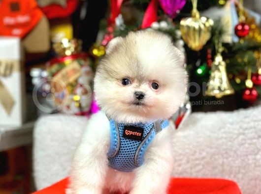 Safkan Teddy Face Pomeranian Yavrular görsel