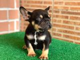 Safkan French Bulldog Black Tan Erkek Yavrumuz