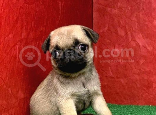 Türki̇ye Ni̇n En Muhteşem Di̇şi̇ Ve Erkek Pug Yavrulari görsel