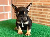 Safkan French Bulldog Black Tan Erkek Yavrumuz