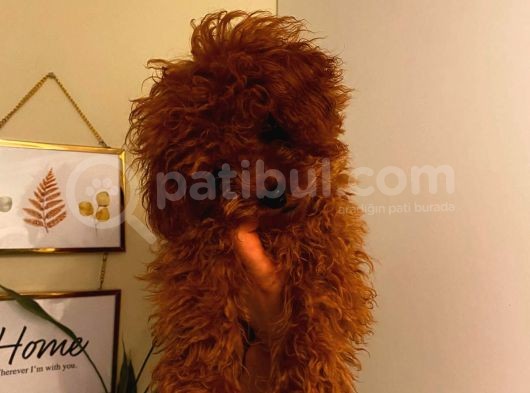 Aşılı Pasaportlu Toypoodle Bebekler görsel