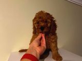 Aşılı Pasaportlu Toypoodle Bebekler