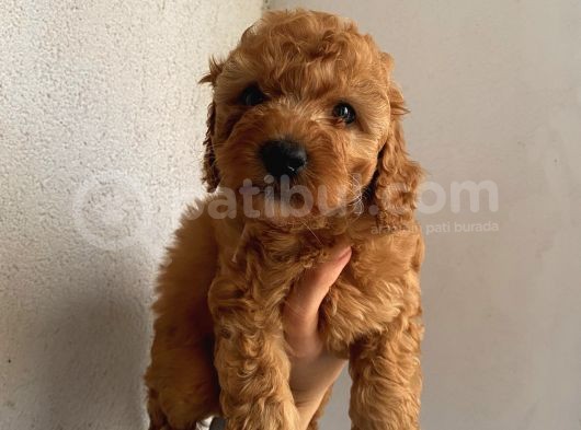 İnstagram Fenomeni Karamelin Bebekleri görsel