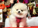 Safkan Teddy Face Pomeranian Yavrular