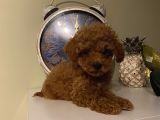 Aşılı Pasaportlu Toypoodle Bebekler