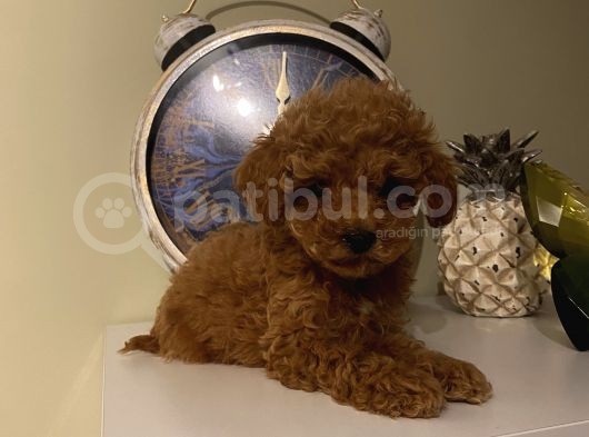 Aşılı Pasaportlu Toypoodle Bebekler görsel