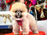 Safkan Teddy Face Pomeranian Yavrular