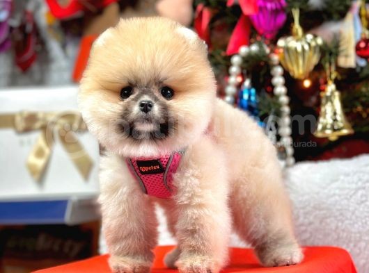 Safkan Teddy Face Pomeranian Yavrular görsel