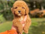 Özel Renk Red Poodle Bebeği̇mi̇