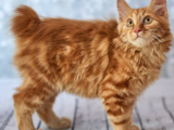Mükemmel Kalitede American Bobtail
