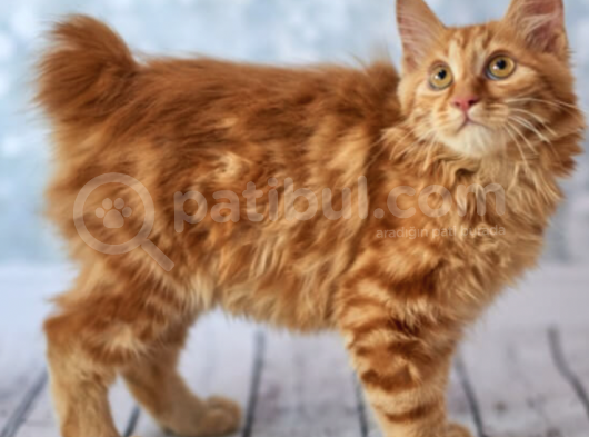 Mükemmel Kalitede American Bobtail