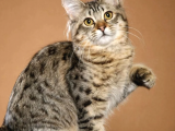 Mükemmel Kalitede American Bobtail