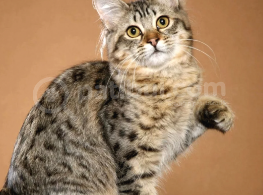 Mükemmel Kalitede American Bobtail görsel