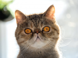 Uysal Yapısıyla Tüm Dikkatleri Üzerine Çeken Exotic Shorthair