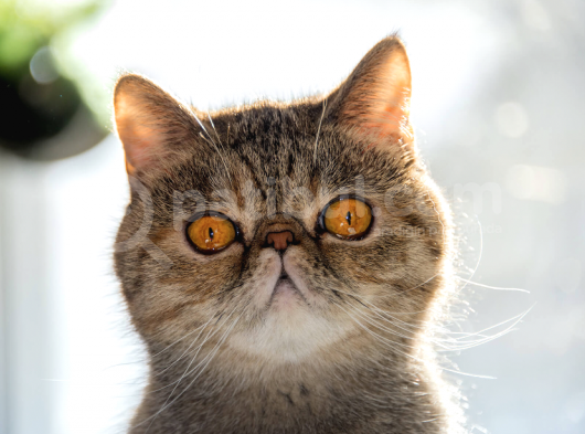 Uysal Yapısıyla Tüm Dikkatleri Üzerine Çeken Exotic Shorthair