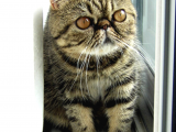 Uysal Yapısıyla Tüm Dikkatleri Üzerine Çeken Exotic Shorthair