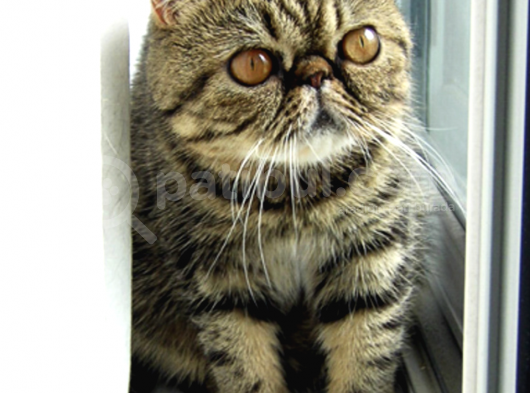 Uysal Yapısıyla Tüm Dikkatleri Üzerine Çeken Exotic Shorthair görsel