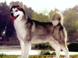 Son Derece Güçlü Alaska Kurdu Yavruları